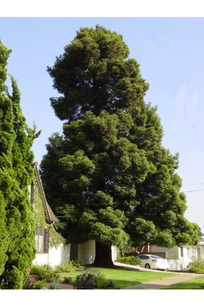 Секвоядендрон саджанець